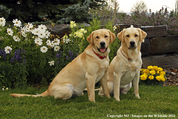 Yellow Labrador Retrievers.