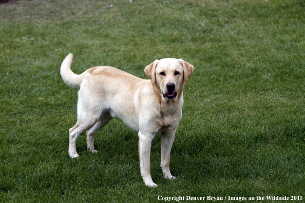Yellow Labrador Retriever.