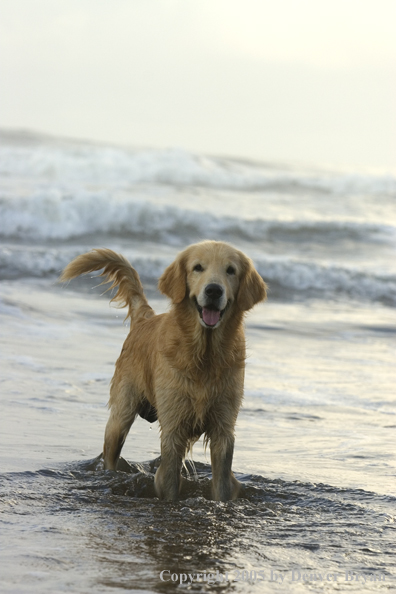 Golden Retriever on ocean beach.