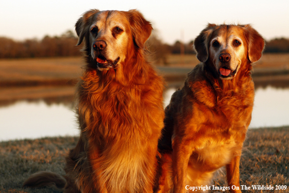 Golden Retrievers