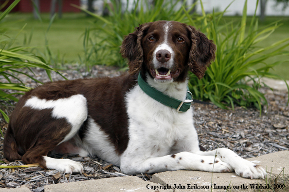 Brittany Spaniel in yard