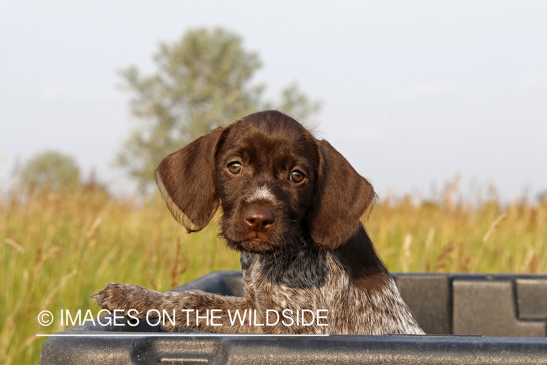 German Wirehaire Pointer puppy