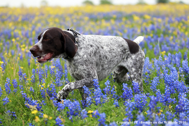 German Shorthair Pointer