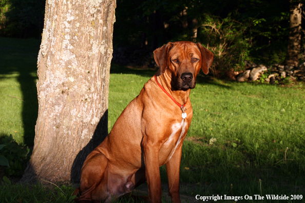 Rhodesian Ridgeback