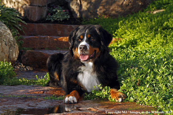 Bernese Mountain Dog. 