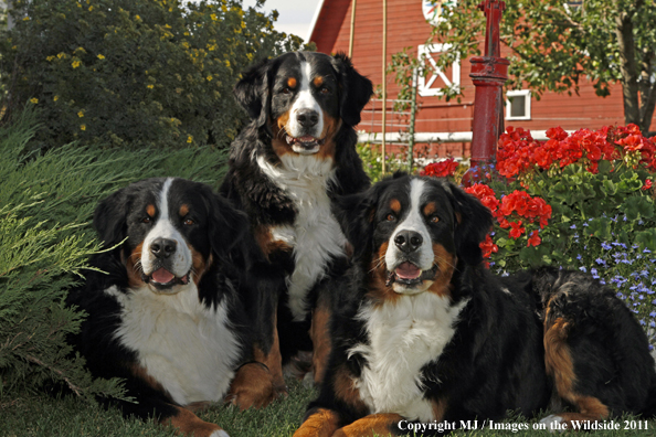 Bernese Mountain Dogs.