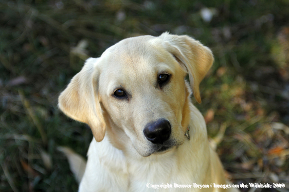 Yellow Labrador Retriever Puppy