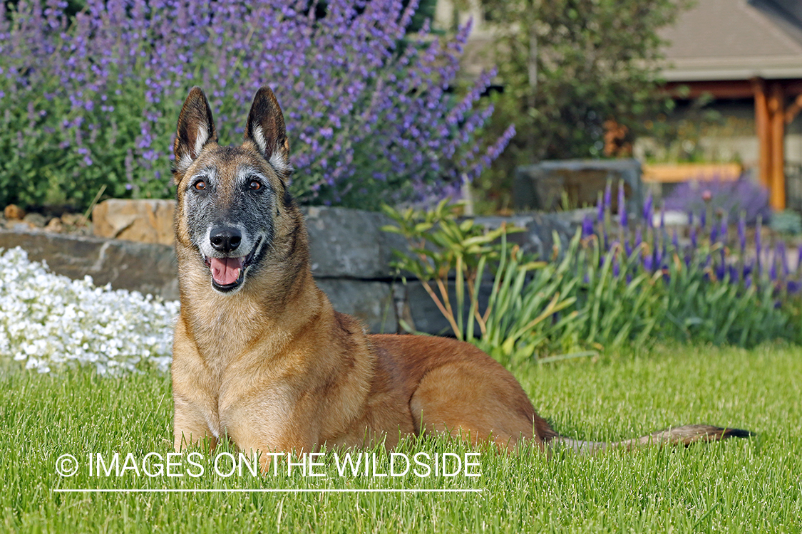 Belgian Shepard Malinois in grass.