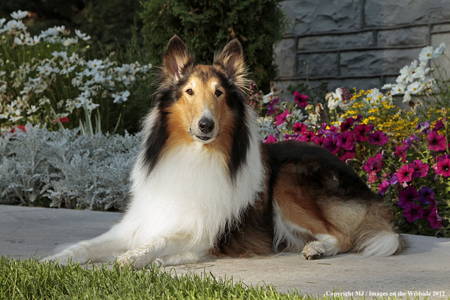 Collie in yard.