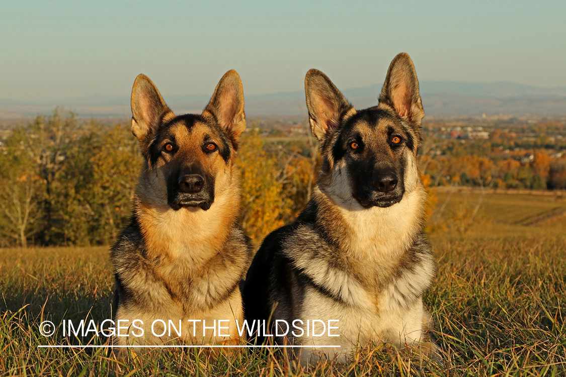 German Shepherds in grass.