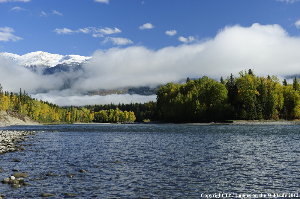Landscape of Skeena River, British Columbia. 