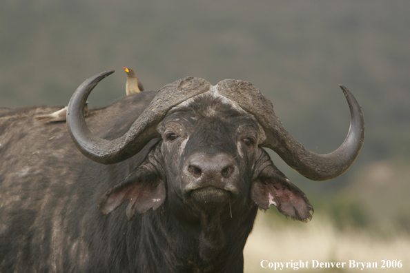 African Cape Buffalo