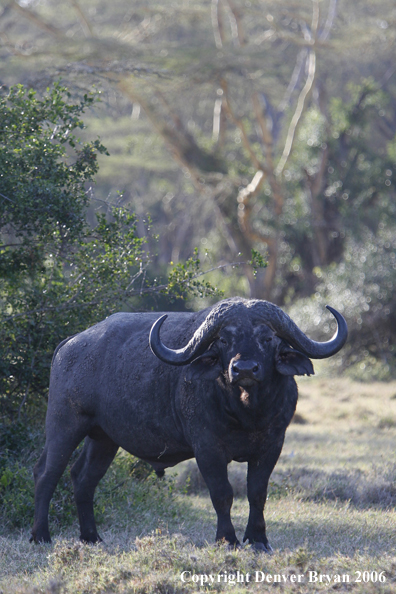 African Cape Buffalo