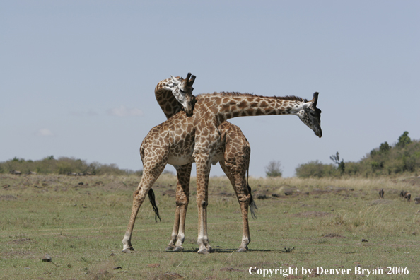 African Masai Giraffes fighting