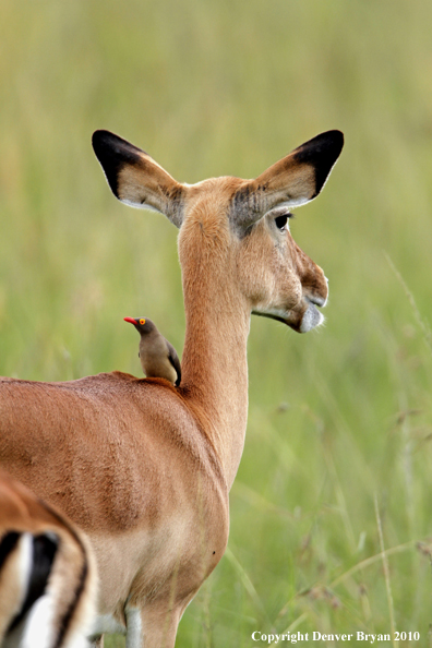 Impala doe with oxpecker on back. (Africa)