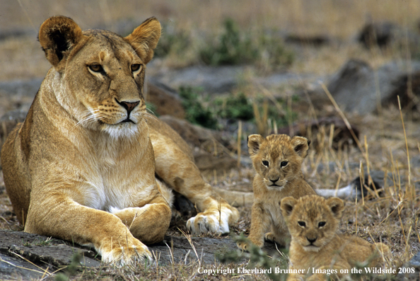 African Lioness with cubs