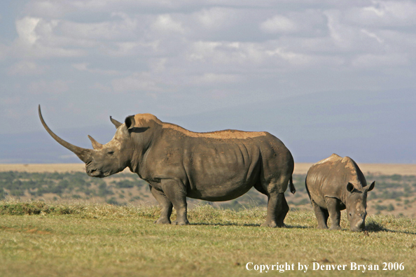 White African Rhinocerouses