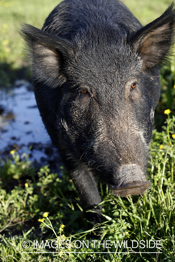 Feral hog in habitat.