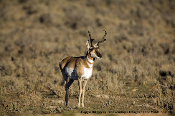 Pronghorn antelope