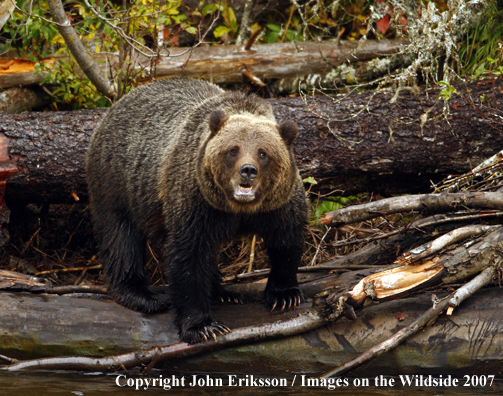 Grizzly/Brown Bear in habitat