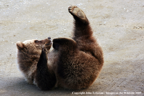 Brown/Grizzly Bear in habitat
