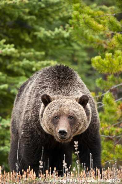Grizzly Bear in habitat.
