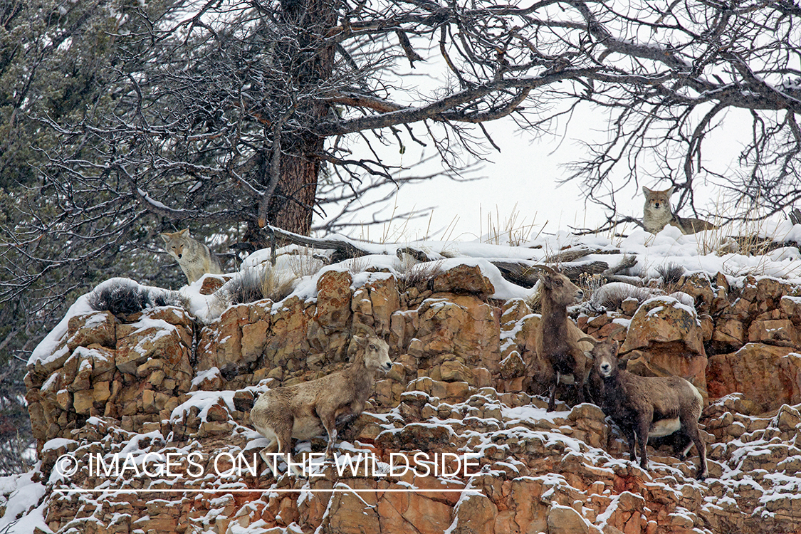 Coyotes hunting/chasing Bighorn sheep.