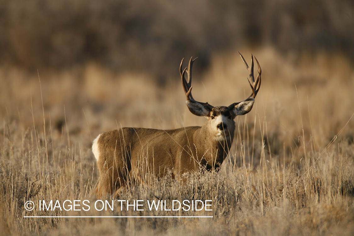 Mule deer in habitat