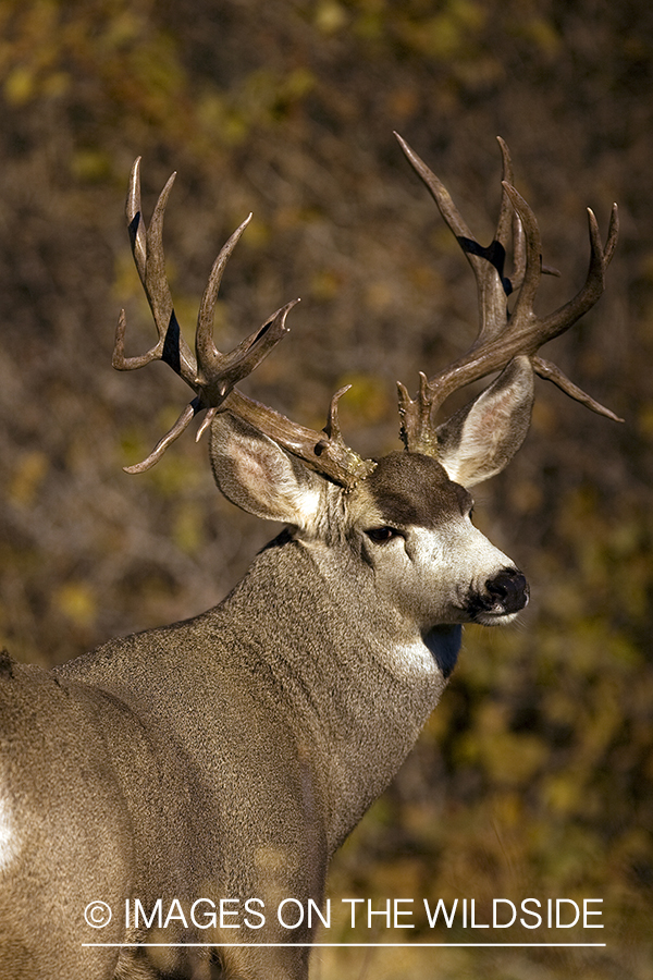 Mule deer 