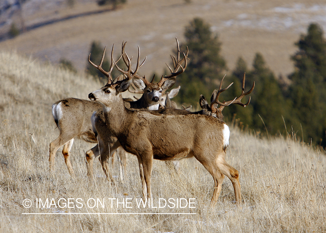 Mule deer 