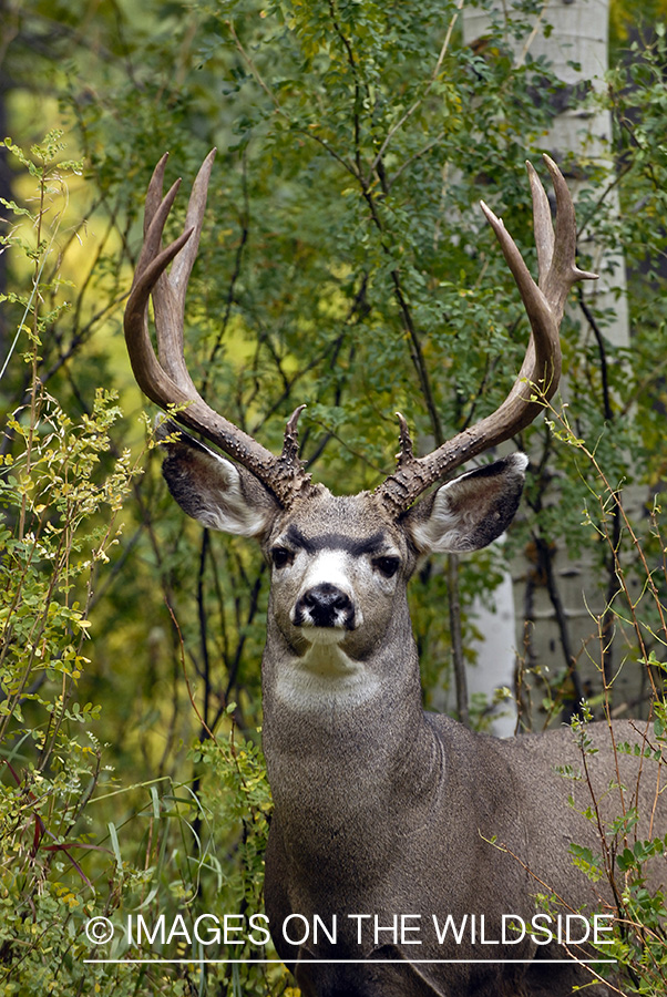 Mule deer 