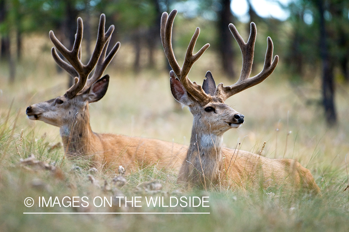 Mule Bucks in Velvet 
