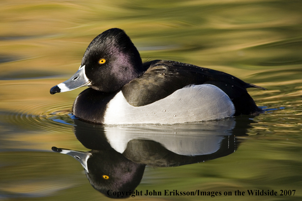 Ring-necked duck