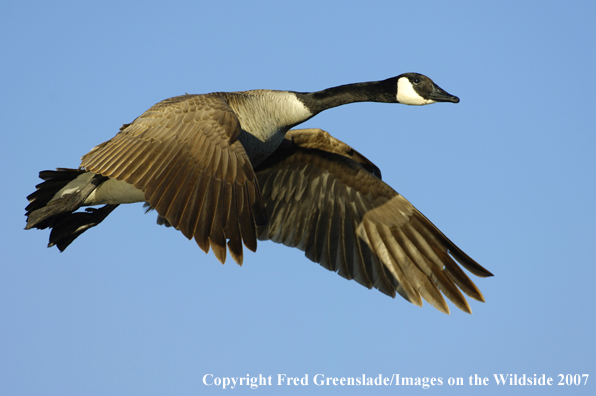 Canadian Goose in flight