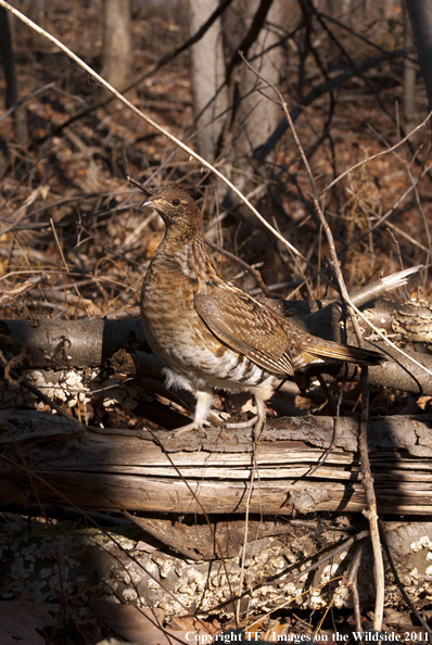 Ruffed Grouse in habitat. 