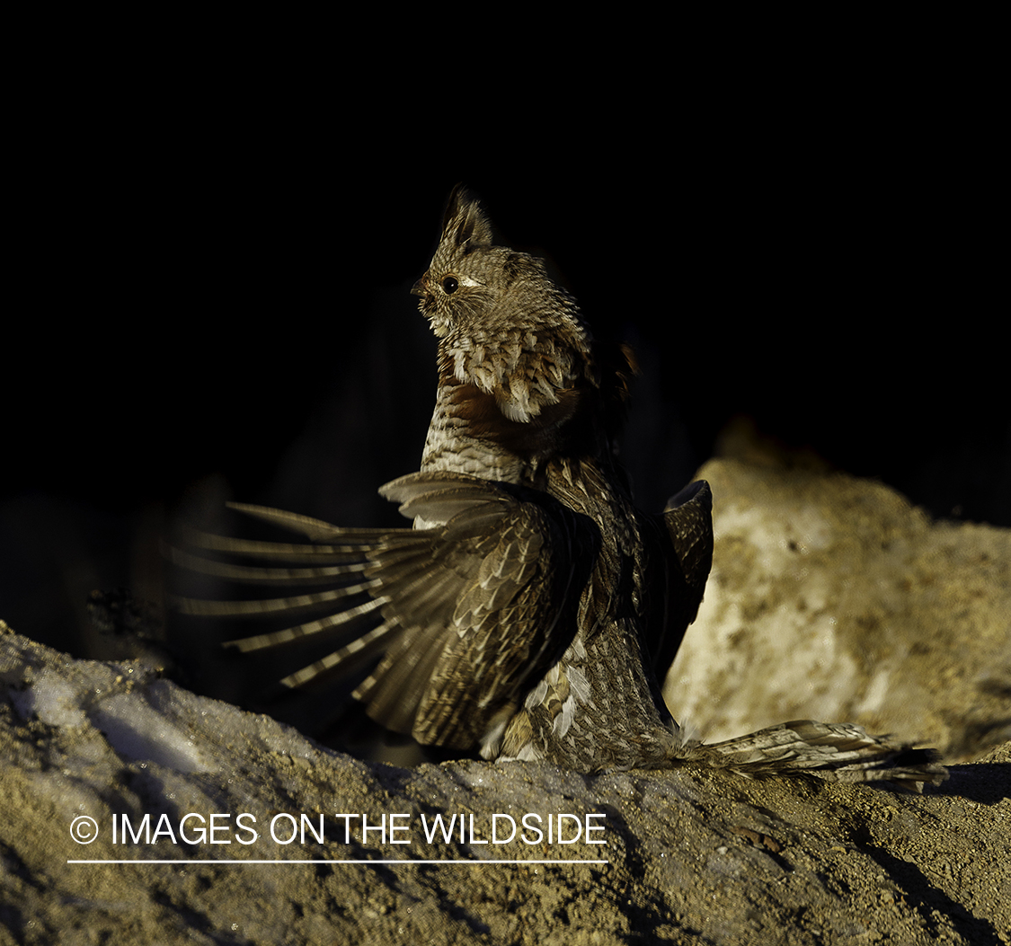 Ruffed Grouse