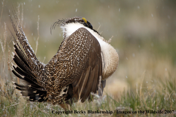 Sage grouse in habitat