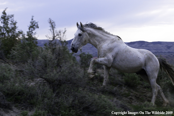Wild horse running 