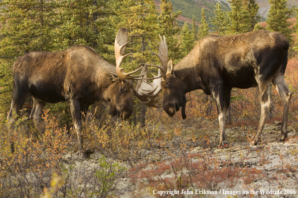 Bull Moose in Habitat