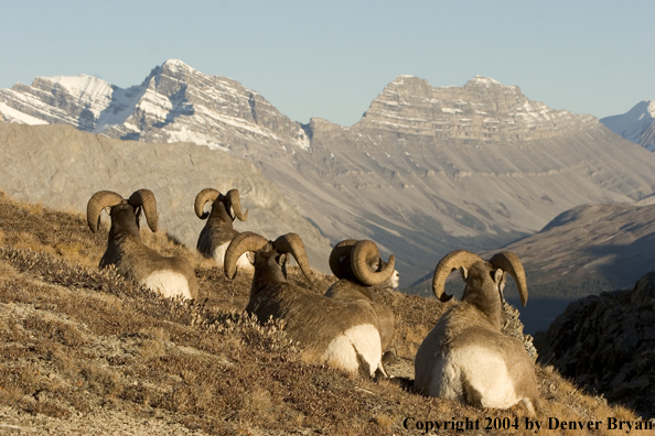 Herd of Rocky Mountain bighorn sheep (rams).