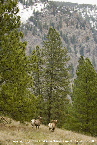 Rocky Mountain Big Horn Sheep in habitat