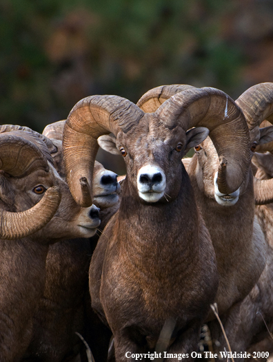 Rocky Mountain Bighorn Sheep