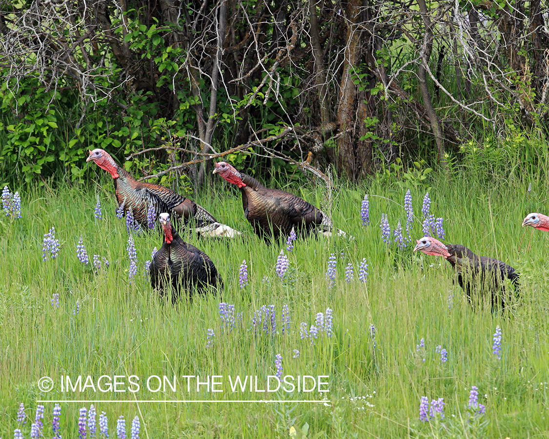 Merriam turkey in field of lupine.