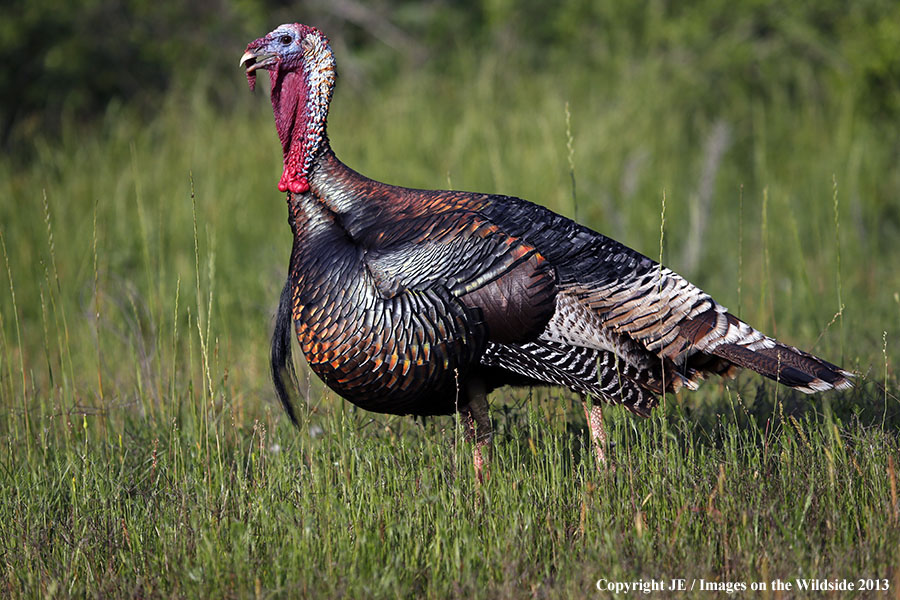 Rio Grande Turkey in habitat. 