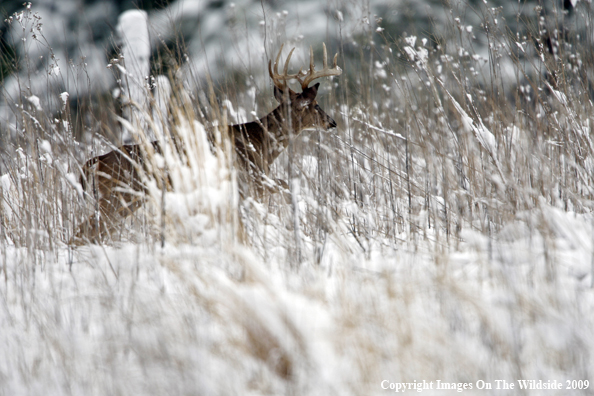 Whitetail buck