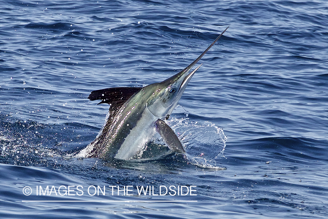 Deep sea fisherman fighting jumping white marlin.