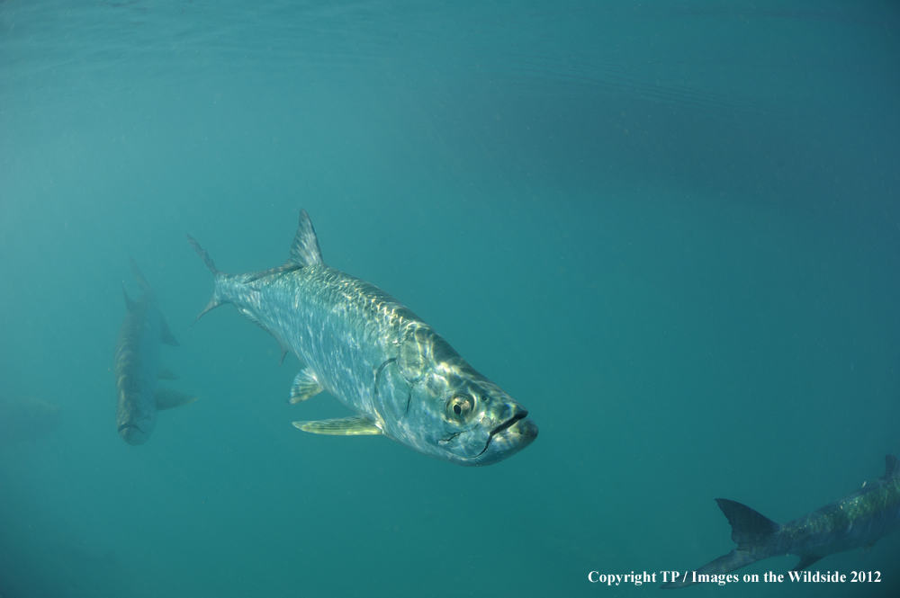 Tarpon in habitat. 