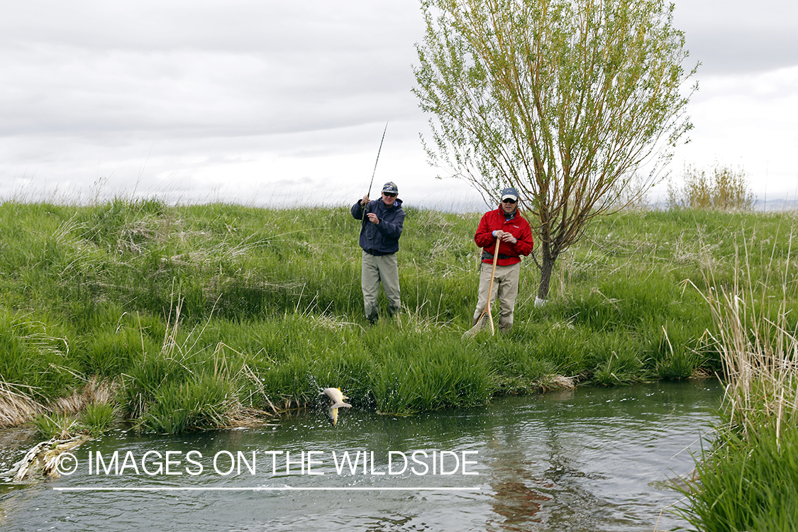 Flyfishermen fighting with Brown Trout.
