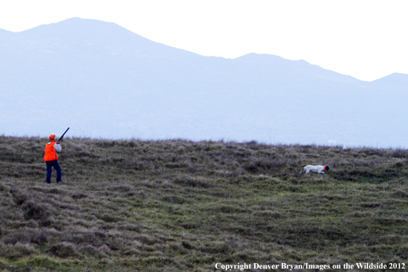 Upland game hunter with German shorthair. 