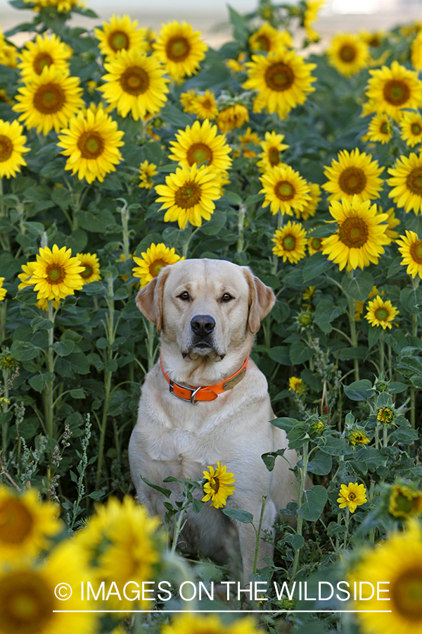 Yellow lab on a dove hunt in a sunflower field. 